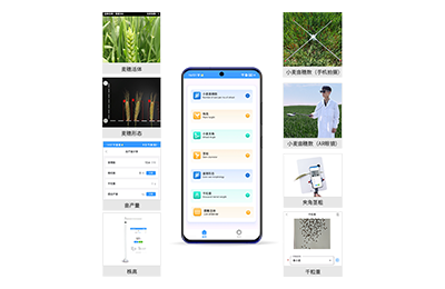 萍乡市小麦表型测量仪IN-XM05